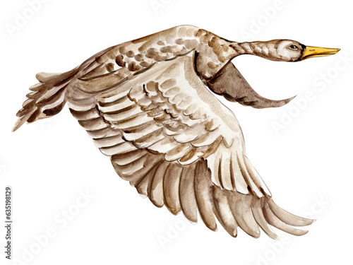 Watercolor hand drawn swan bird . Watercolor illustration of wild animal. Perfect for wedding invitation, greetings card, posters.