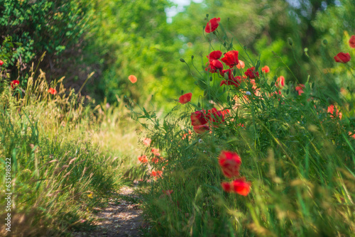 very beautiful red poppies. red poppies with blurred background. wildflowers. spring flowers. red flower in the wind. the wind sways the petals.