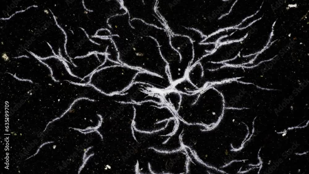 Timelapse of the growth of the root system of a plant in soil