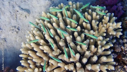 School of Blue Chromis Swimming Over Vibrant Coral Reef in Tropical Ocean