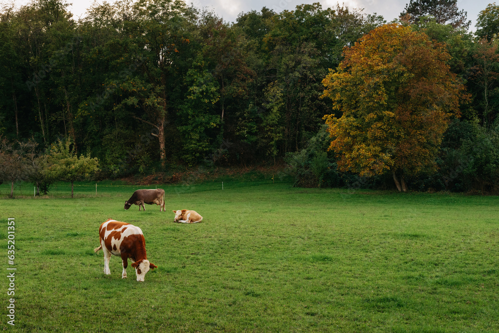 custom made wallpaper toronto digitalCows Grazing In A Meadow Against A Backdrop Of Forest Mountains During Sunset. Cows Graze In A Meadow Against The Backdrop Of Summer. Cows Graze In The Meadow Against The Backdrop Of Forest Mountains