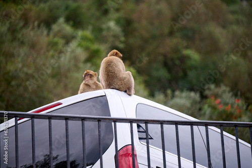 Monkeys playing on top of car at Gibraltar