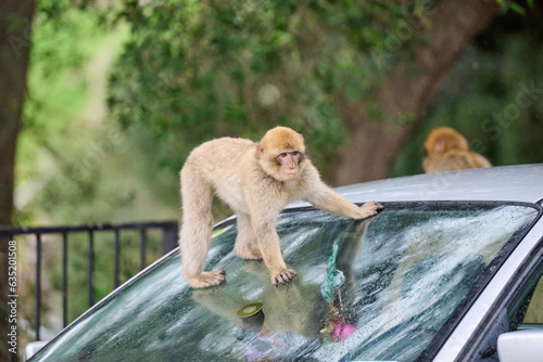 Monkeys playing on top of car at Gibraltar