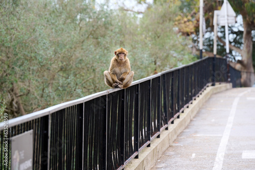 Monkey sitting on fence at Gibraltar