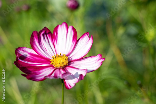 Pink cosmos flower on a blurred green background. White-pink cosmea close-up