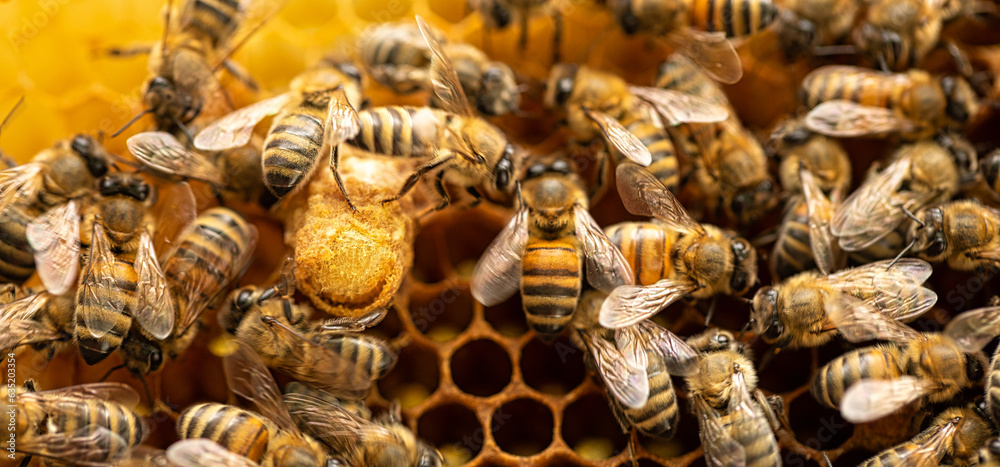 Majestic Bee Matrons: Queen Bees Reign on Honeycomb Cells