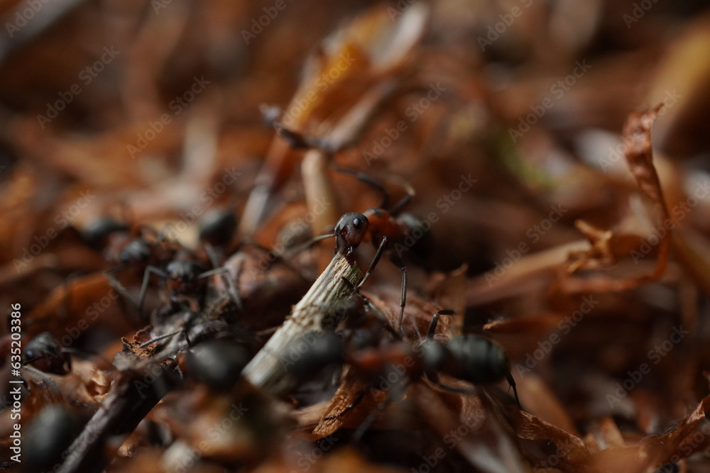 Ameisen bei der Arbeit (Nahaufnahme)