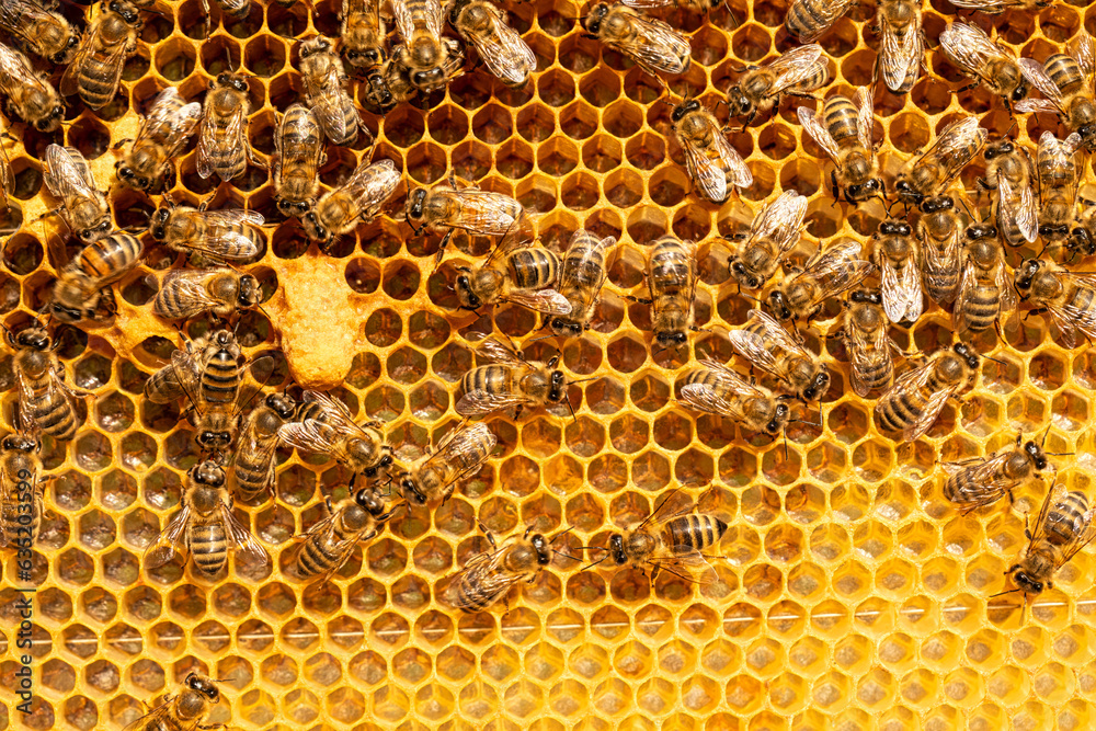 Bees Busy with Honeycomb Frames: The Beekeepers' Pride Bees Busy with Honeycomb Frames: The Beekeepers' Pride