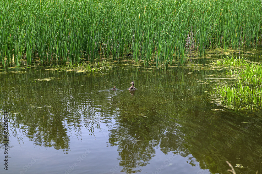 Mallard ducks with hatched ducklings in reeds, breeding season in wild ducks in spring