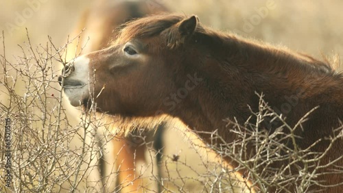 Closeup sunlit wild exmoor pony horse nibbling a bush, standing in the middle of pasture in late autumn nature habitat in Milovice, Czech republic. Protected animals considered as horse ancestor photo