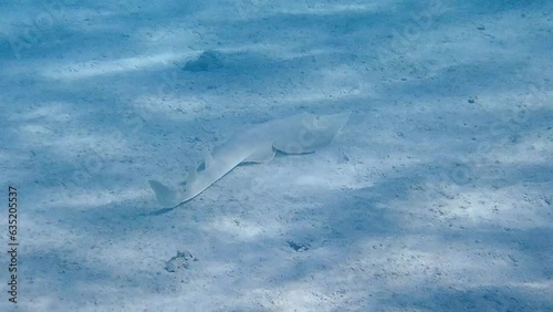 Halavi Guitarfish (Glaucostegus halavi) Gliding Over Sandy Seabed in Clear Tropical Waters