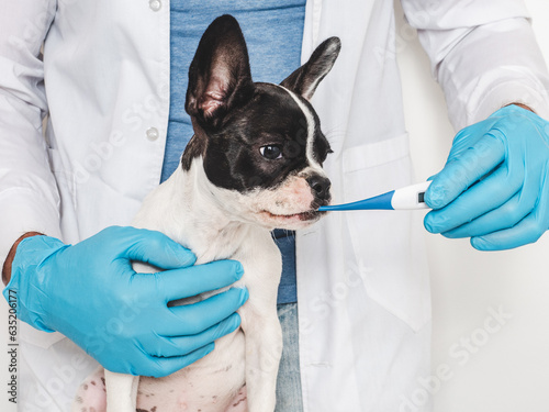 Cute puppy, veterinarian and electronic thermometer. Close-up, white isolated background. Studio photo. Concept of care, education, training and raising of animals