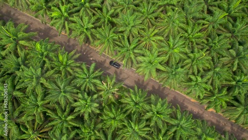 Aerial view of a black utilitary vehicle through palm plantation in ballast road photo