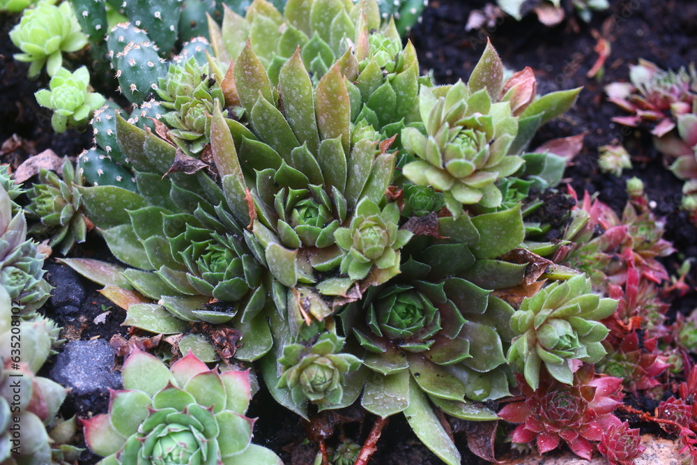 rojnik Grey Dawn Sempervivum rojnik Grey Dawn Sempervivum