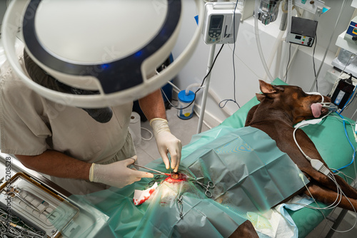 dog's leg surgery. Big pet Dane under general anesthesia on the operating table. surgeon veterinarian in progress. surgeon makes an incision with a scalpel