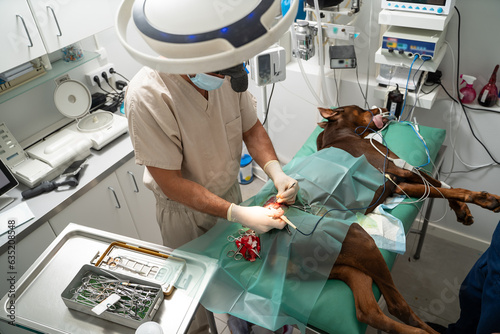 surgeon veterinarian makes operation on great Dane on operating table. Surgery to remove a tumor on dog's thigh is in progress. Dog under general anesthesia. veterinary operating room during operation