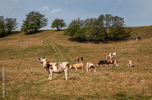 vache en alpage en été