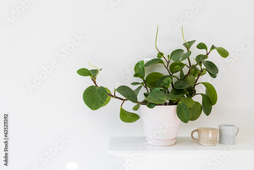 Peperomia (P. magnoliifolia) pot plant, also known as the Radiator Plant and Desert Privet Plant, with deeply wrinkled, dark green leaves, in a pink pot and two coffe cups on the white shelf photo