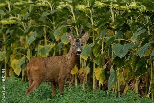 A beautiful roe deer in the green grass in the breeding season