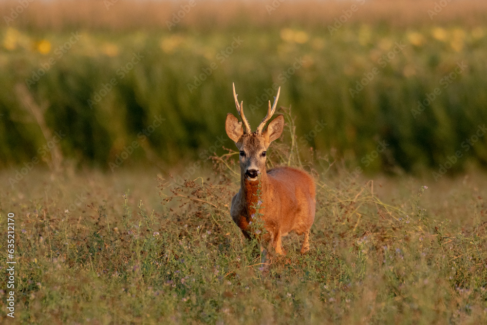 A beautiful roe deer in the green grass in the breeding season A beautiful roe deer in the green grass in the breeding season