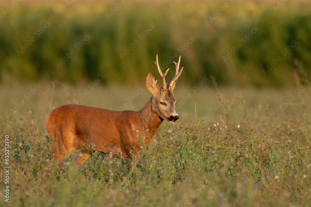 A beautiful roe deer in the green grass in the breeding season A beautiful roe deer in the green grass in the breeding season