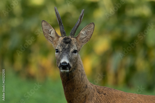 Fototapeta Naklejka Na Ścianę i Meble -  A beautiful roe deer in the green grass in the breeding season