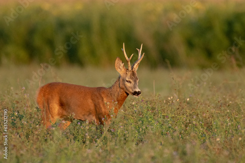 A beautiful roe deer in the green grass in the breeding season