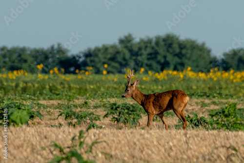 A beautiful roe deer in a golden field of grain in the breeding season