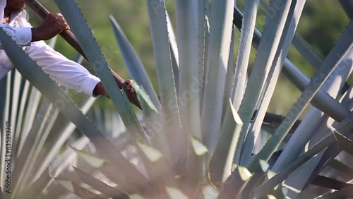 Jimador trabajando en un campo de agave