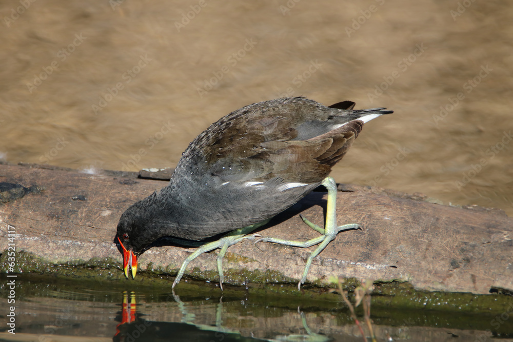 Common Moorhen, Kruger National Park, South Africa Common Moorhen, Kruger National Park, South Africa