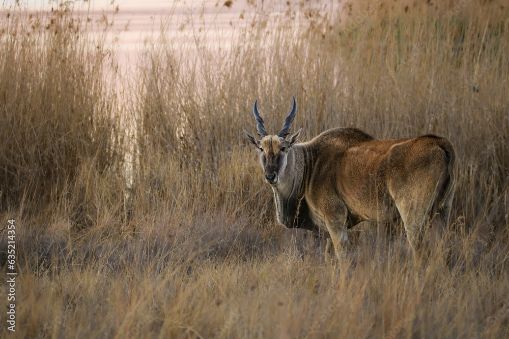 Fototapeta premium Eland in Kruger National Park, South Africa