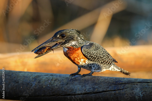 Giant Kingfisher with crab prey, Kruger National Park, South Africa photo