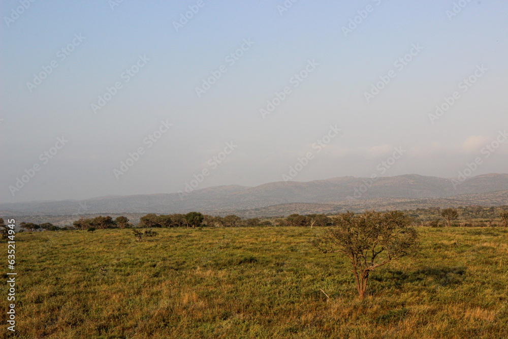 Lush vegetation and landscape of Mkhuze Game Reserve, Zululand, KwaZulu Natal, South Africa