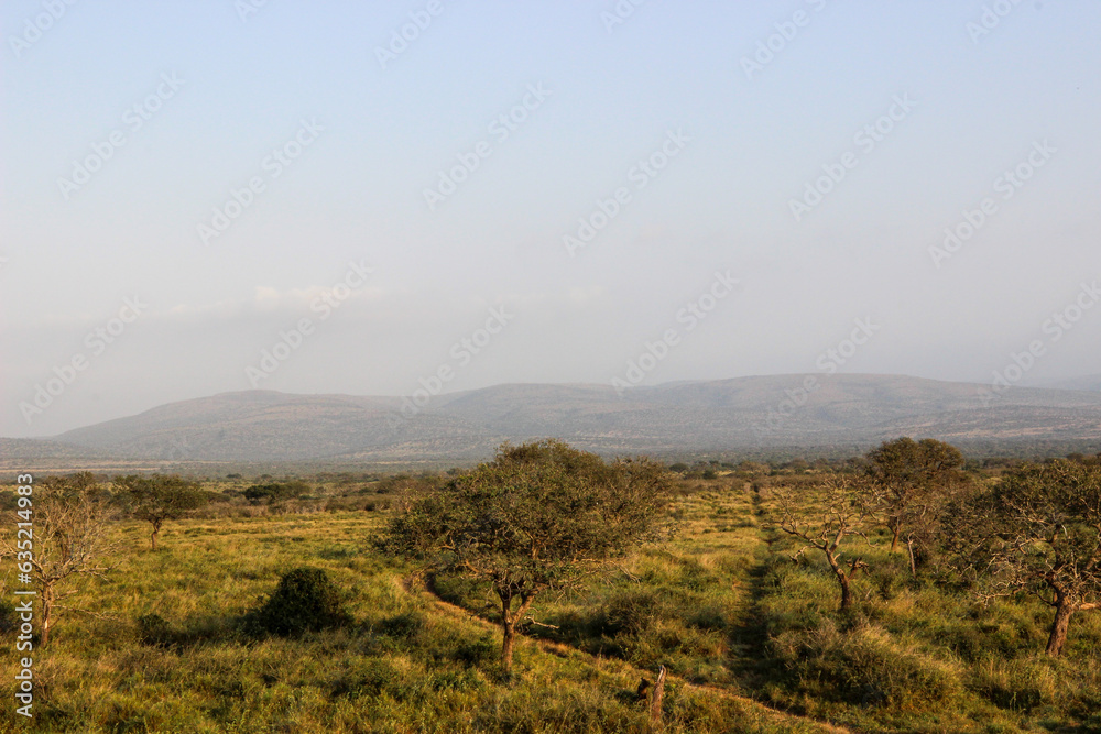 Lush vegetation and landscape of Mkhuze Game Reserve, Zululand, KwaZulu Natal, South Africa