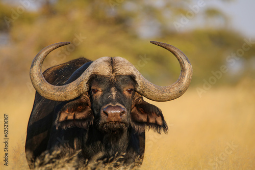 Cape or African buffalo bull, game farm in the Kalahari, South Africa