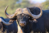 Cape or African buffalo bull with large horns, Kalahari 