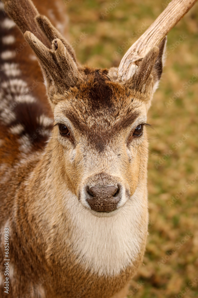 European Fallow Deer, United Kingdom