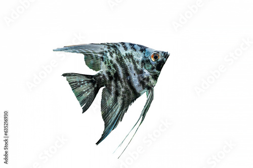 Fotografia Blue marbled angelfish of tropical freshwater aquarium isolated on white background