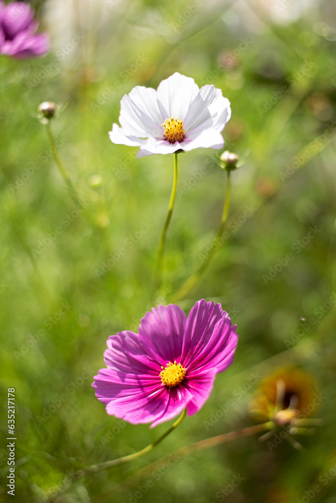 garden cosmos , Mexican aster , cosmos bipinnatus purple flowers meadow garden summer garden cosmos , Mexican aster , cosmos bipinnatus purple flowers meadow garden summer