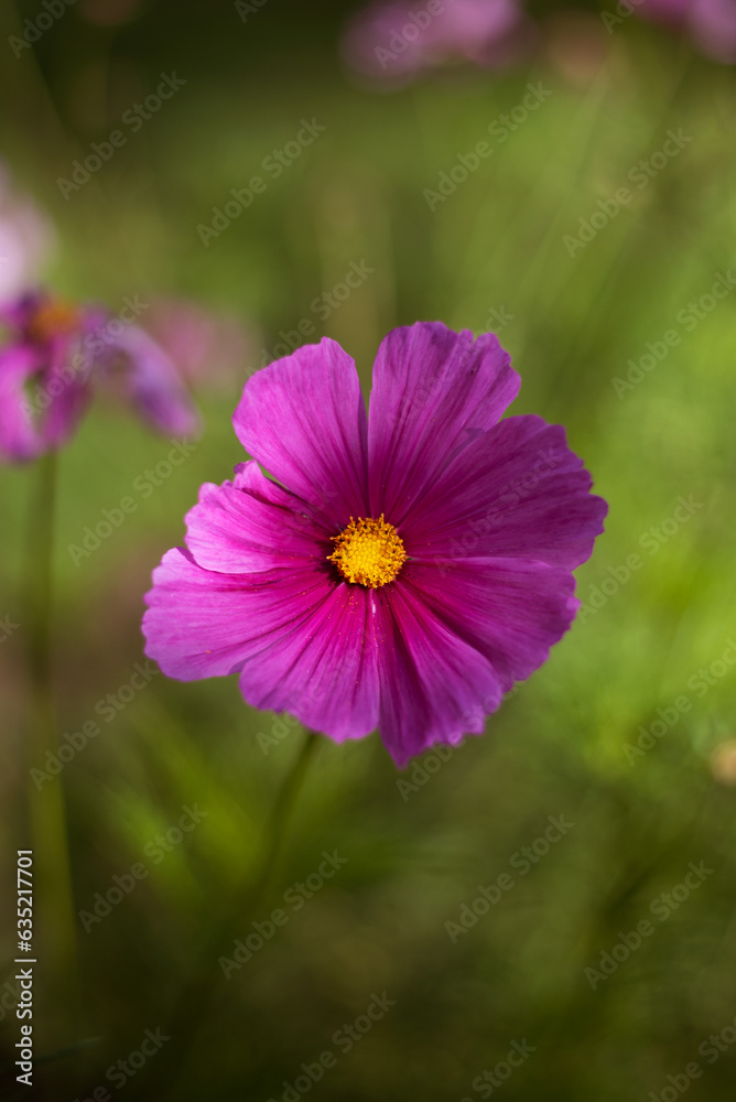 beautiful pink purple white cosmos flowers in the garden beautiful pink purple white cosmos flowers in the garden