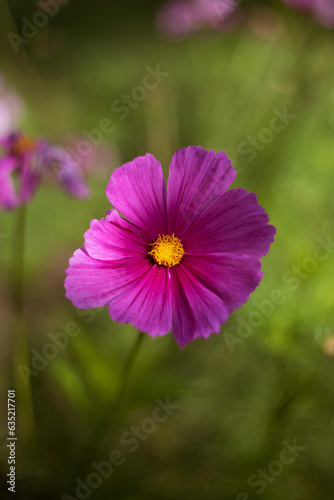 beautiful pink purple white cosmos flowers in the garden 