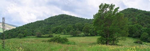 Fototapeta Naklejka Na Ścianę i Meble -  green grass with trees in mountain