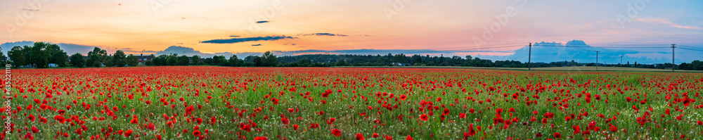 Landscape with nice sunset over poppy field - panorama