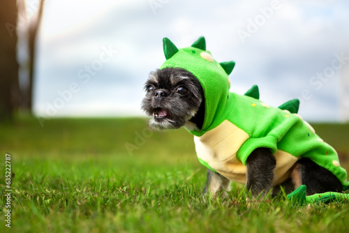 Shih Tzu dog, in a dragon costume.