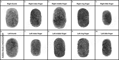 Vector illustration of fingerprints on the hands. pattern set