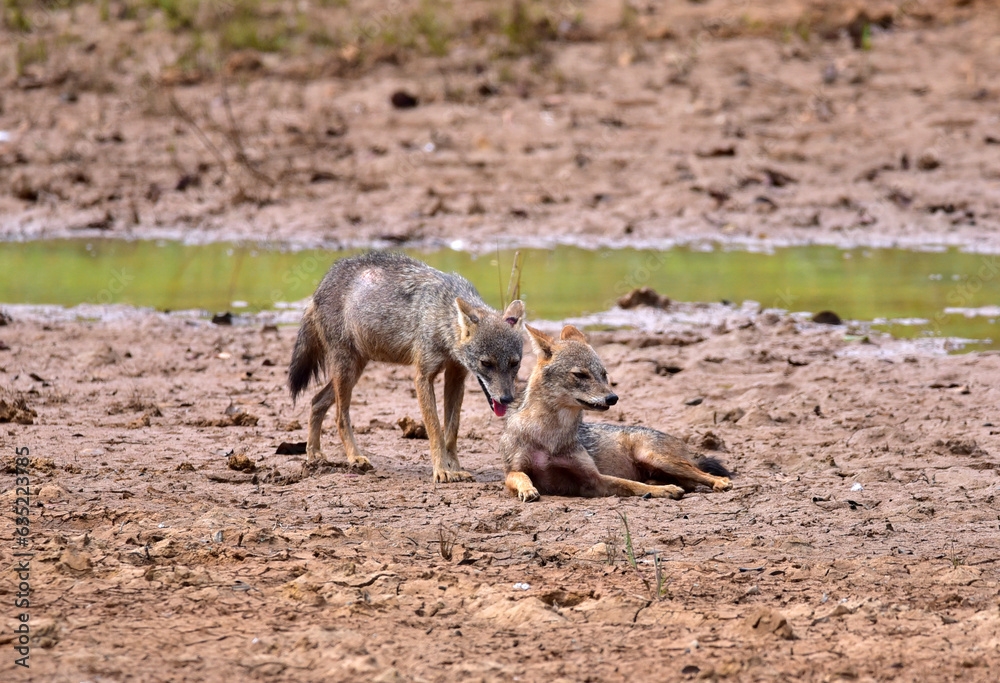 wild fox in the wild wild fox in the wild