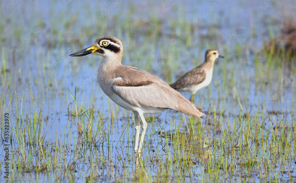 Obraz premium blue heron ardea cinerea