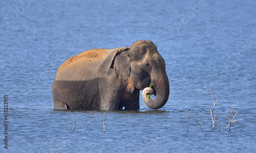 Canvas Print elephant in water