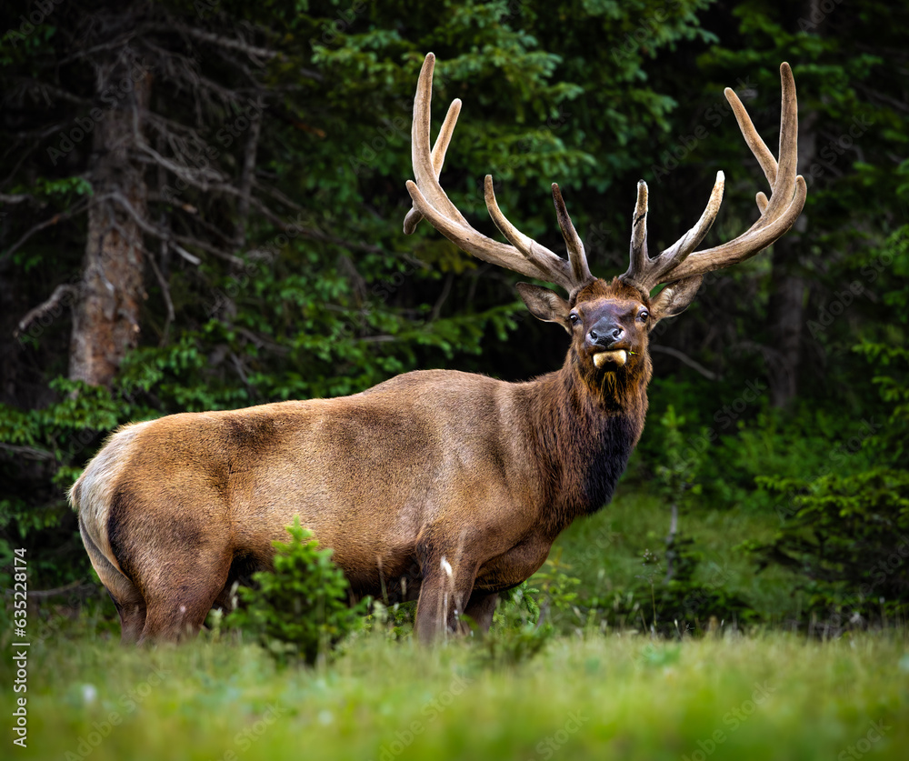 Royal Rocky Mountain bull elk (cervus canadensis) standing broadside in high alpine meadow in summer at Rocky Mountain National Park, Colorado