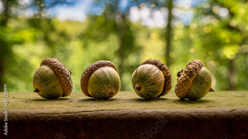 Four acorns lined up on a wooden ledge with blurred trees in the background